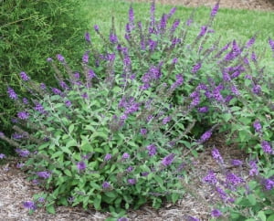 August 10, 2022 - Blooming