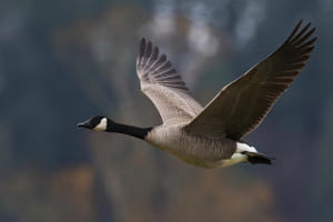 Jan. 21, 2021 - Wawa