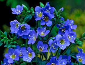 October 20, 2021 - Forget-Me-Not