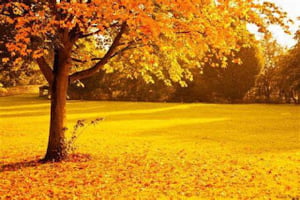 September 1, 2021 - Golden Leaves