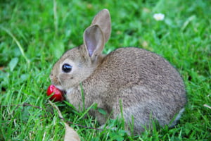 June 23, 2021 - Cherries