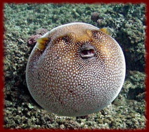 February 9, 2022 - Puffer Fish